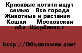 Красивые котята ищут семью - Все города Животные и растения » Кошки   . Московская обл.,Щербинка г.